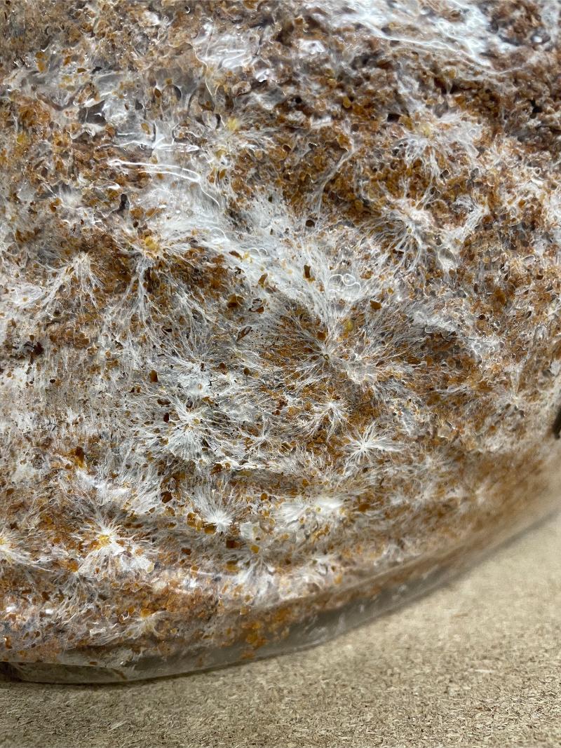 MycoFutures